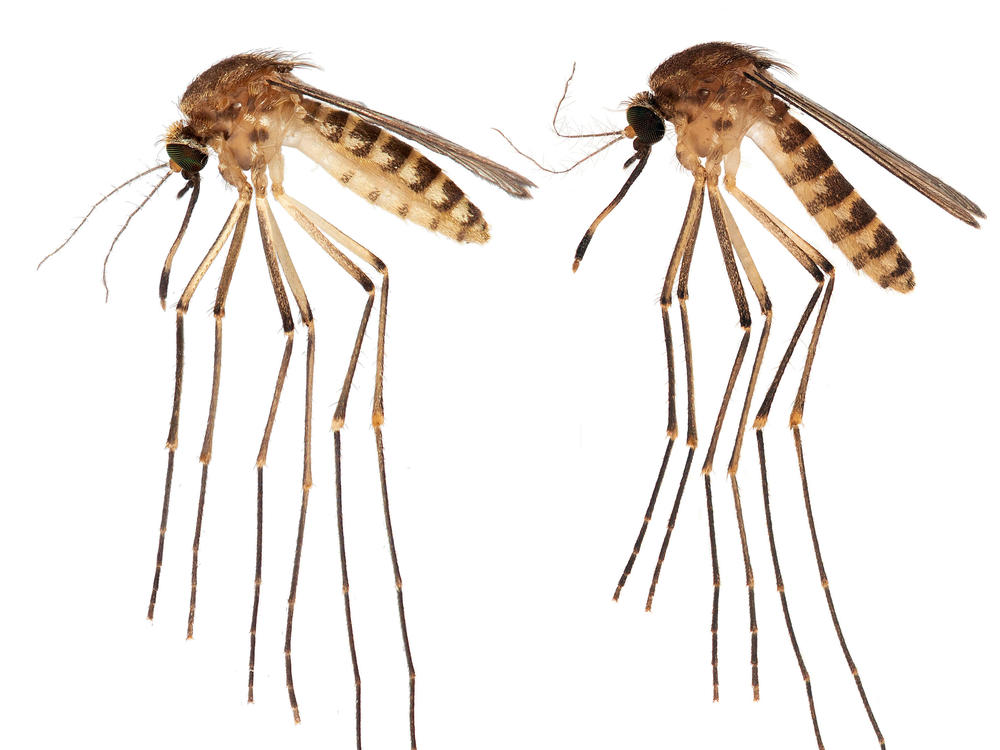 Researchers at the University of Florida have identified this new breed of mosquito that's infesting the state. Experts are concerned about new diseases that could be transmitted. (Mosquitoes shown are not actual size).