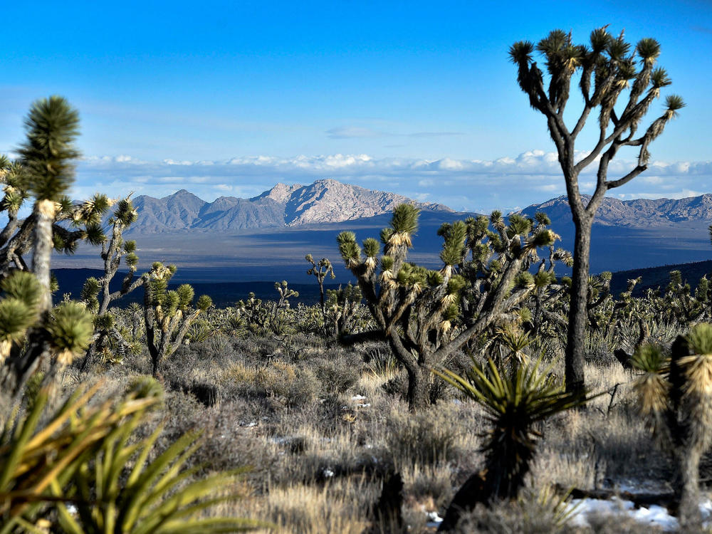 Avi Kwa Ame, also known as Spirit Mountain, as seen across the desert from an area near the Castle Mountains in February 2016. President Biden is declaring the area as a national monument.