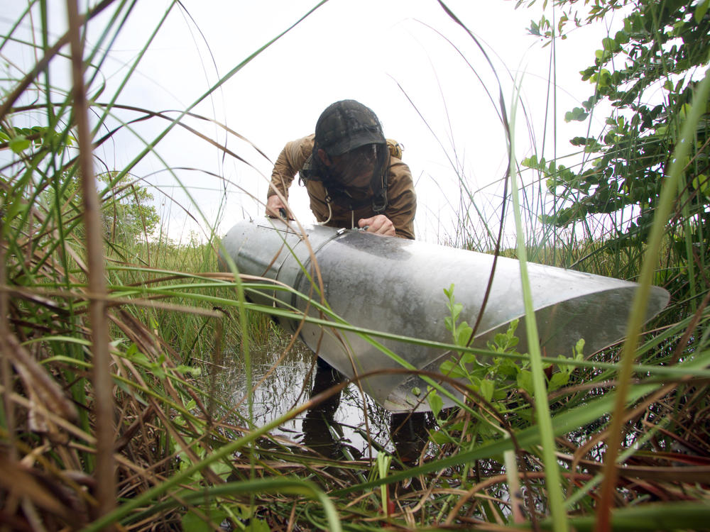 University of Florida entomologist Lawrence Reeves uses a tool known as an aspirator to collect mosquito specimens.