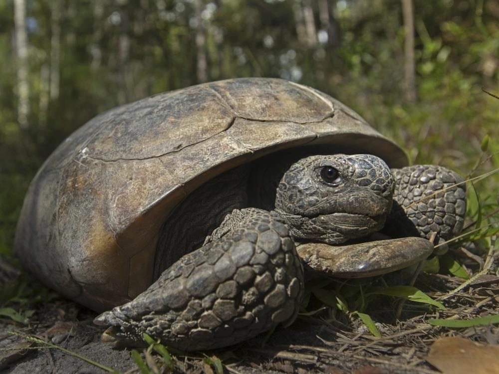 A gopher tortoise is seen at San Felasco Hammock Preserve State Park in Gainesville, Fla. Gopher tortoises that are threatened by loss of habitat and development should be placed on the endangered species list in four southern states, environmental groups said Wednesday.