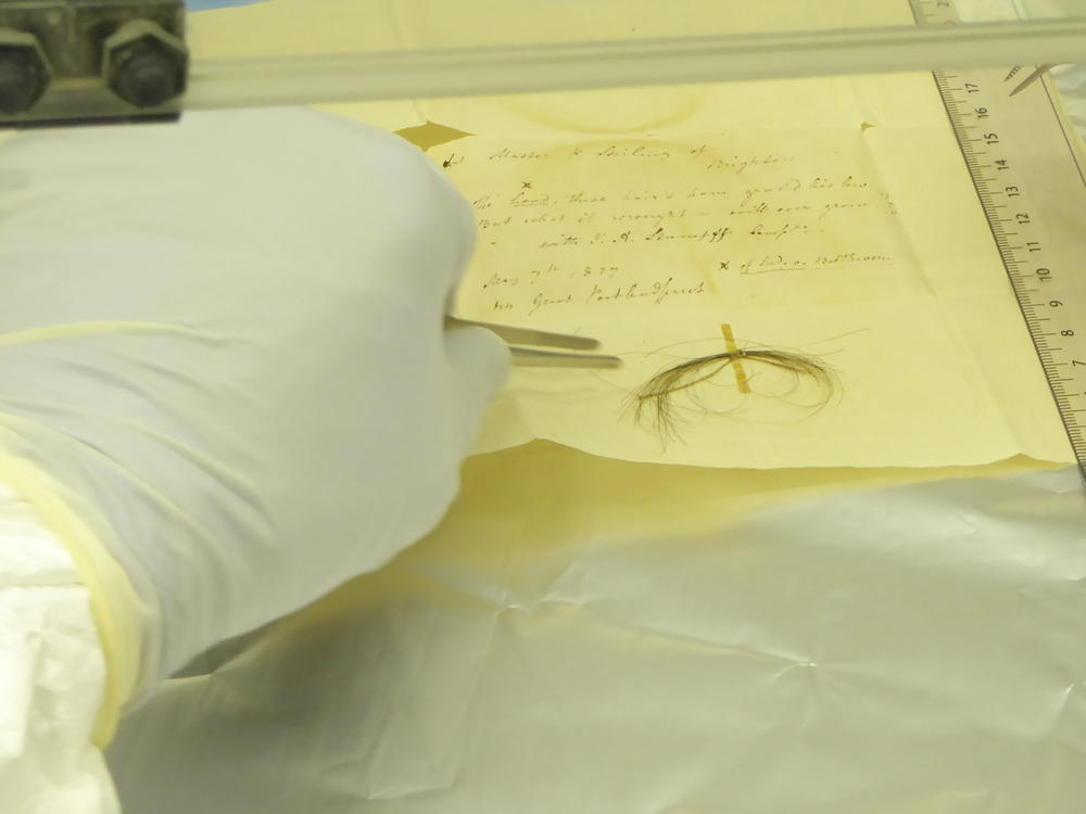 Tristan Begg pulls strands from a lock of hair in a laboratory at the Max Planck Institute for the Science of Human History in Germany as part of an effort to sequence Beethoven's genome.