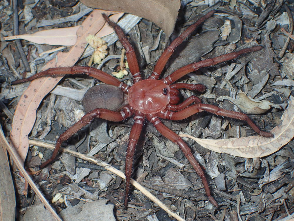 A <em>Euoplos dignitas</em> spider pictured in 2021.