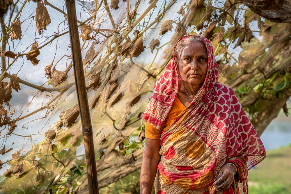 Majida Begum, 60, whose home was washed away in June 2022 floods in the Sunamganj, northern Bangladesh. Here Begum stands under an elevated canopy of bitter gourd vines – a vegetable garden designed to survive if and when her village floods again.