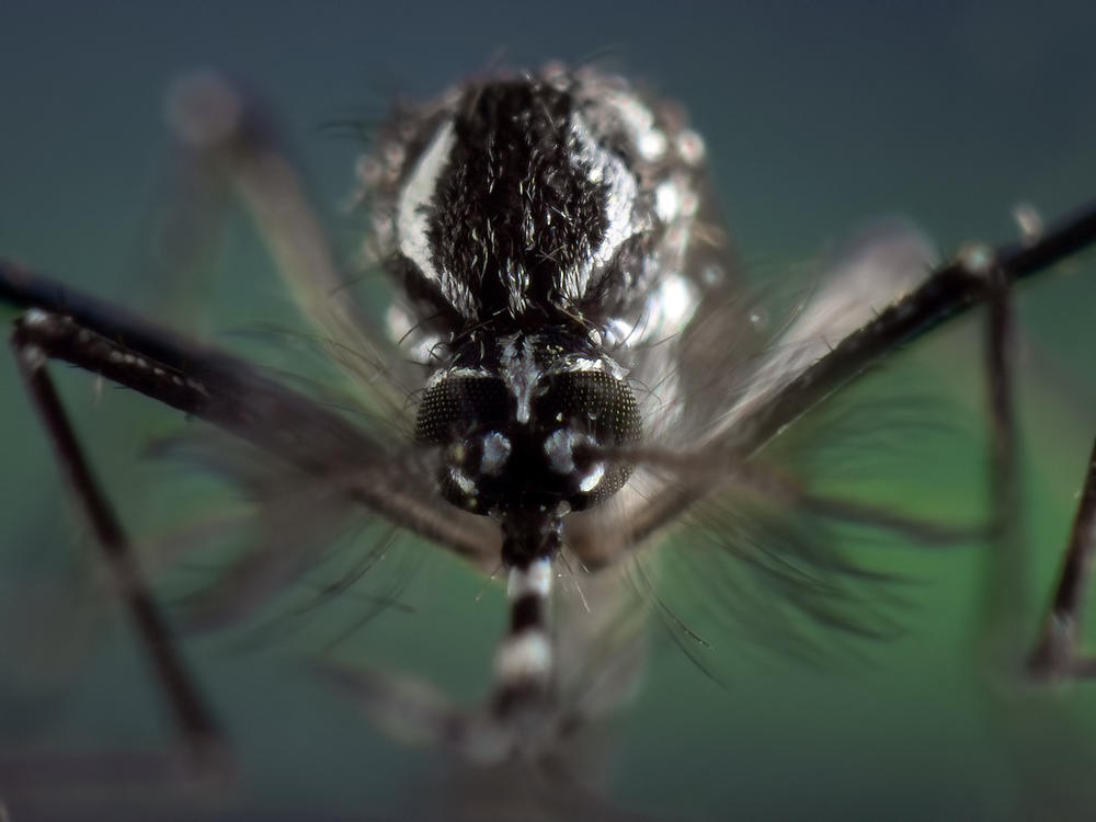 Extreme magnification on the head of an Aedes aegypti mosquito, fixed specimen, known vector of zika virus, chikungunya, yellow fever and dengue.