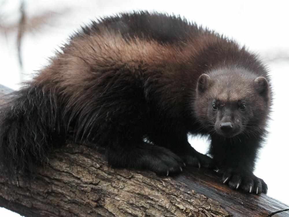 A wolverine is pictured on Jan. 28, 2016.