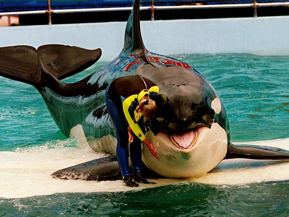 Officials announced Thursday plans to return Lolita — an orca that has lived in captivity at the Miami Seaquarium for more than 50 years — to its home waters in the Pacific Northwest. Here, trainer Marcia Hinton pets Lolita, a captive orca whale, during a performance at the Miami Seaquarium in Miami, March 9, 1995.