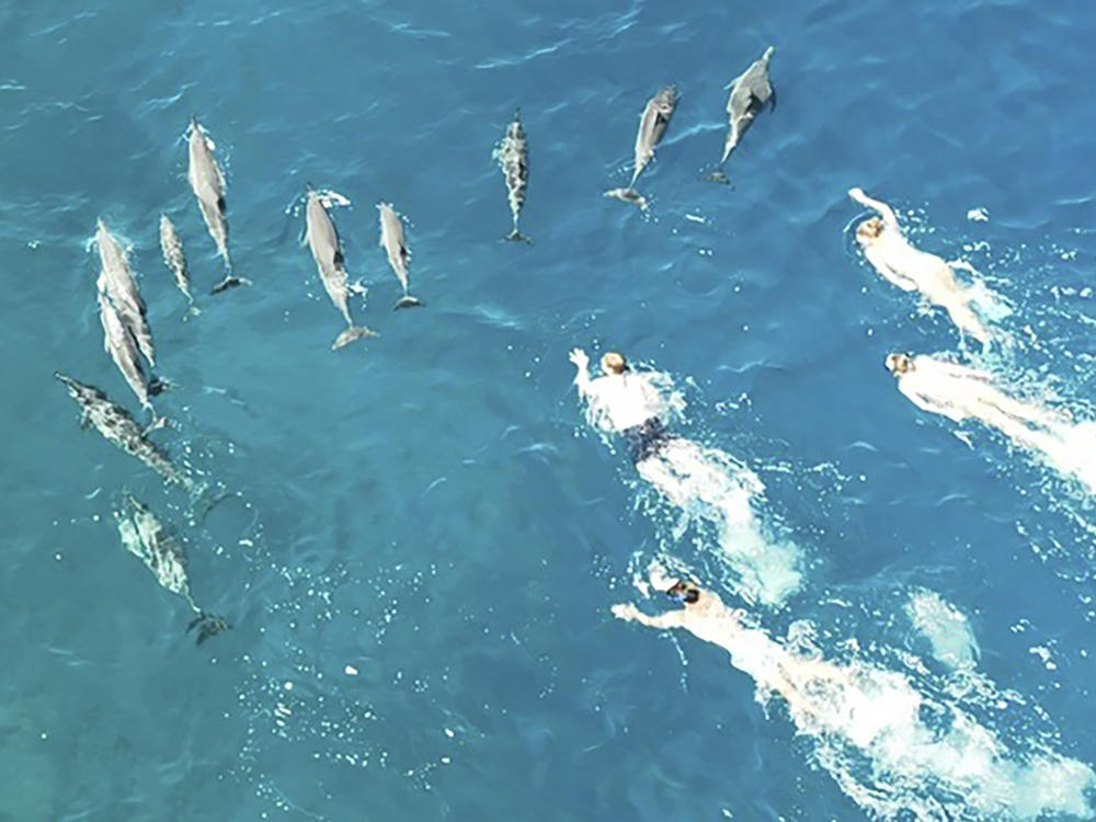 In this photo provided by the Hawaii Department of Land and Natural Resources, swimmers swim after spinner dolphins in Honanau Bay, Hawaii, March 26, 2023. Hawaii authorities say they have referred 33 people to U.S. law enforcement after the group allegedly harassed a pod of wild dolphins in waters off the Big Island.