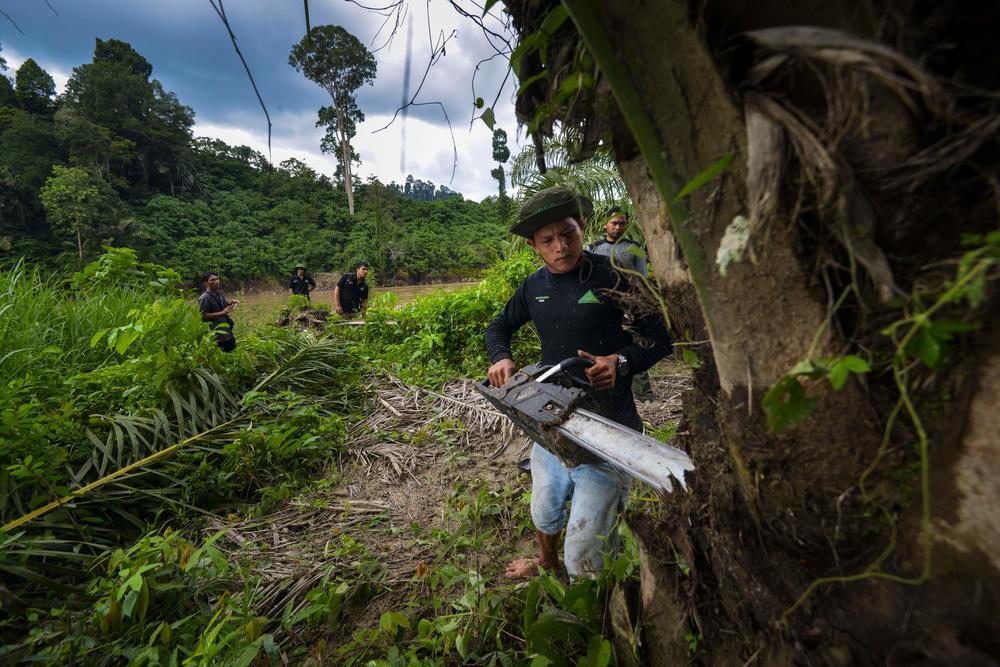 Rangers cut down illegal palm oil trees within the protected Leuser Ecosystem rainforest in Aceh Province, Indonesia, on Jan. 9, 2019.