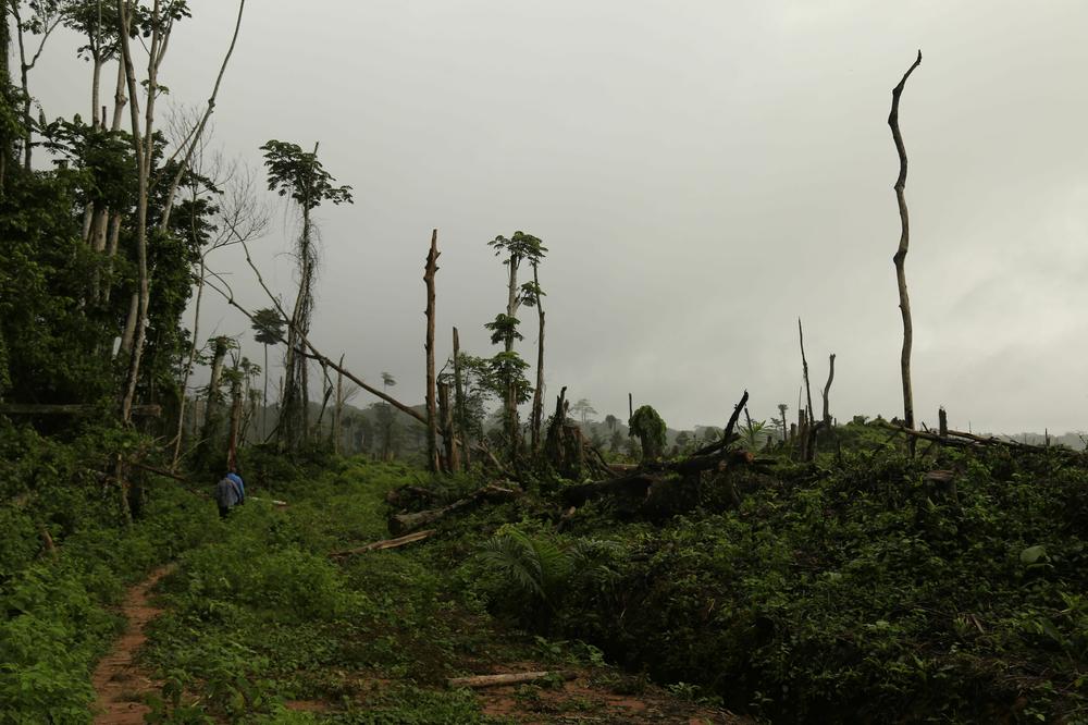 Tree stumps scar the forest's floor after 2,100 acres of forests were felled to plant oil palms in the heart of the Congo Basin forest near Kisangani, Democratic Republic of Congo, on Sept. 25, 2019.