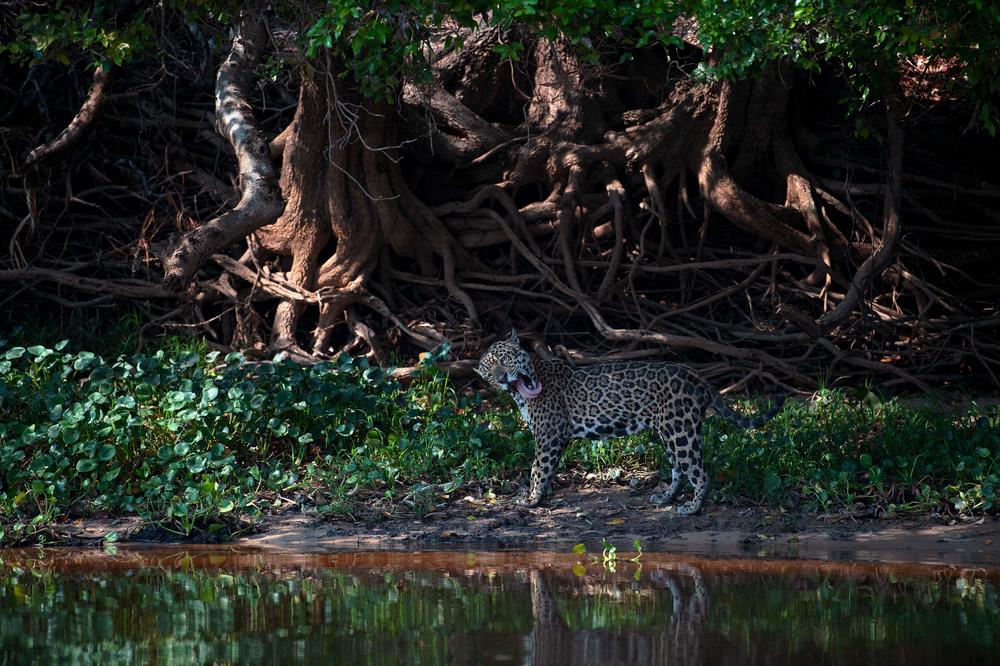 The Amazon, home to millions of species, has absorbed a large amount of pollution, as carbon dioxide emissions have soared over the last 50 years. Species like jaguars, seen here in 2021, and harpy eagles are being threatened by deforestation.