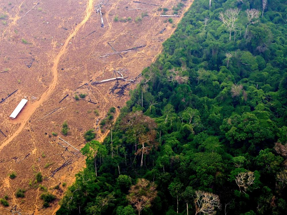 View of a deforested and burned area of the Amazon rainforest in northern Brazil on Sept. 2, 2022.