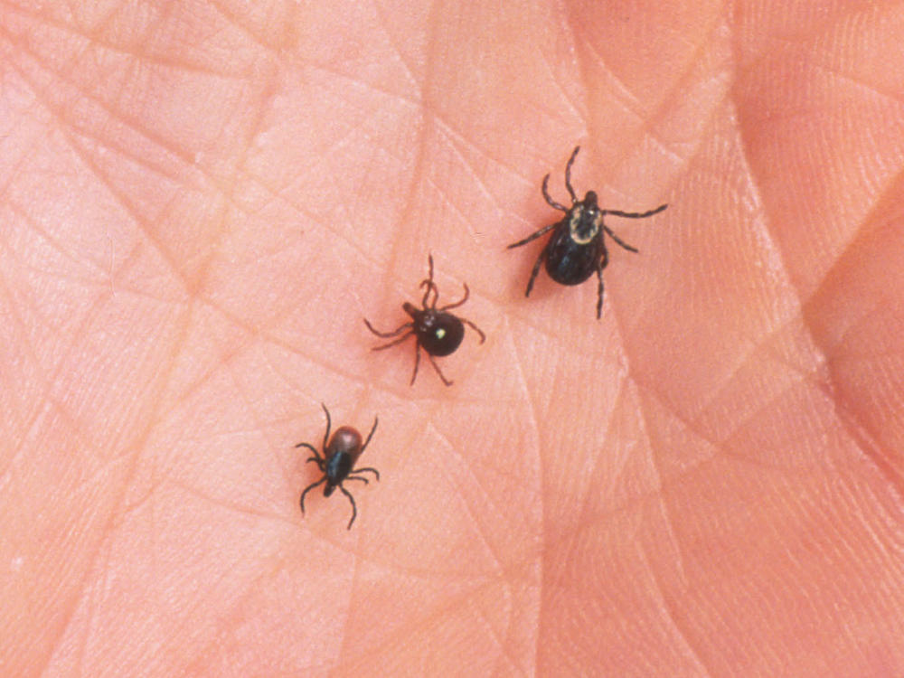 A Lone Star tick (middle) flanked by a deer tick (left) and a dog tick. The Lone Star tick is thought to be primarily responsible for an allergy to red meat, but other ticks can't be ruled out.