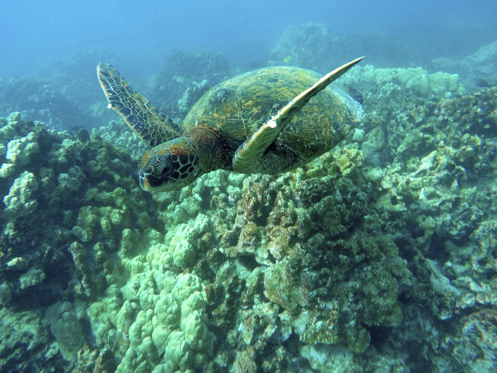 A green sea turtle swims near coral in a bay on the west coast of the Big Island near Captain Cook, Hawaii, on Sept. 11, 2019.