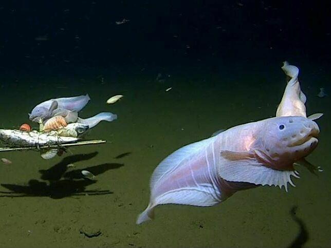 An image shows snailfish swimming around a baited camera more than 27,000 feet below the surface in the Izu-Ogasawara Trench off the coast of Japan.