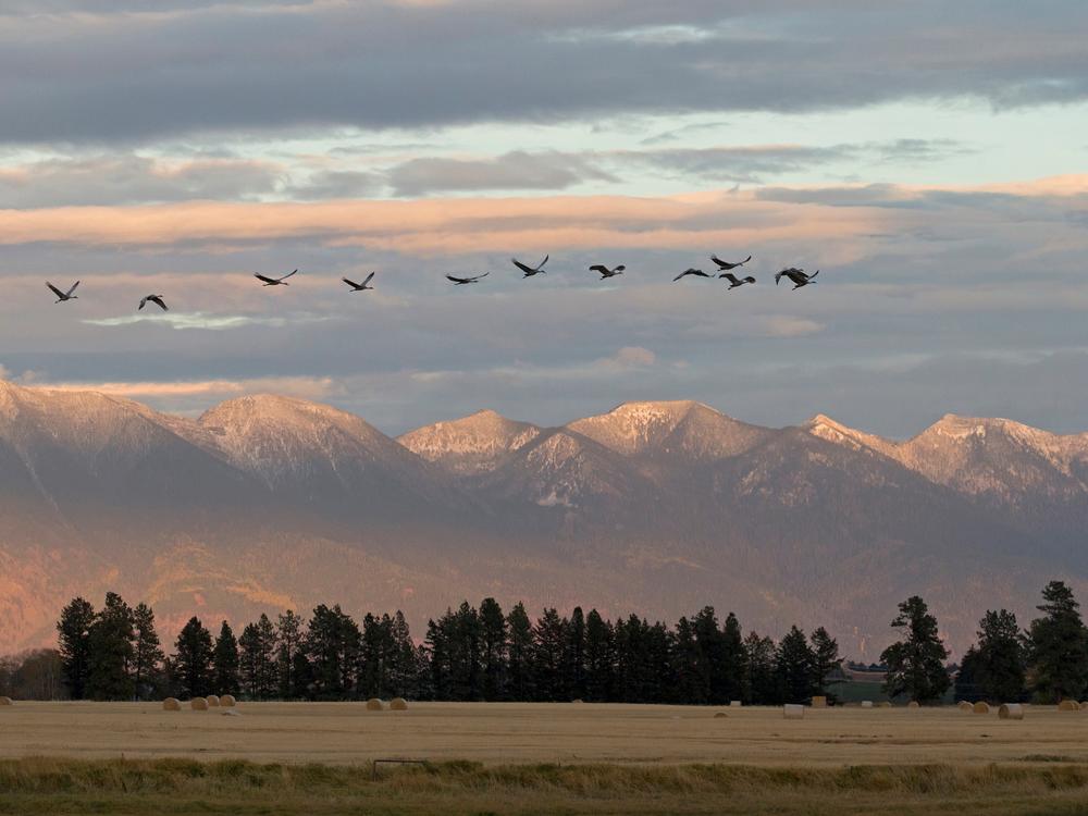 A flock of sandhill cranes flying in Kalispell, home to Three Rivers Bank in Montana.