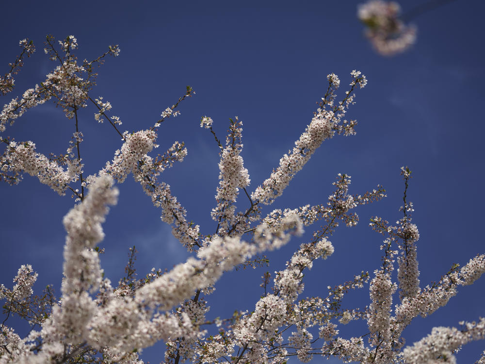The iconic cherry blossoms in Washington, D.C., reached their peak bloom on March 28 this season, earlier than most years. Mild winters lead to a longer pollen season and that is bad news for allergy sufferers.