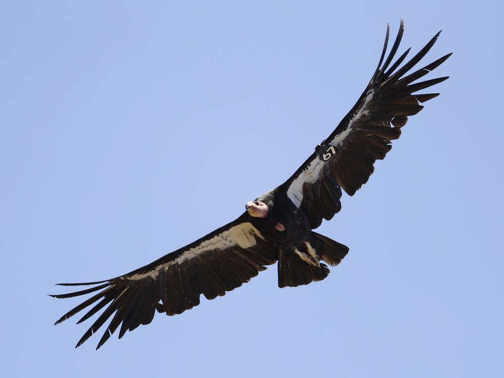 In this June 21, 2017, file photo, a California condor takes flight in the Ventana Wilderness east of Big Sur, Calif.