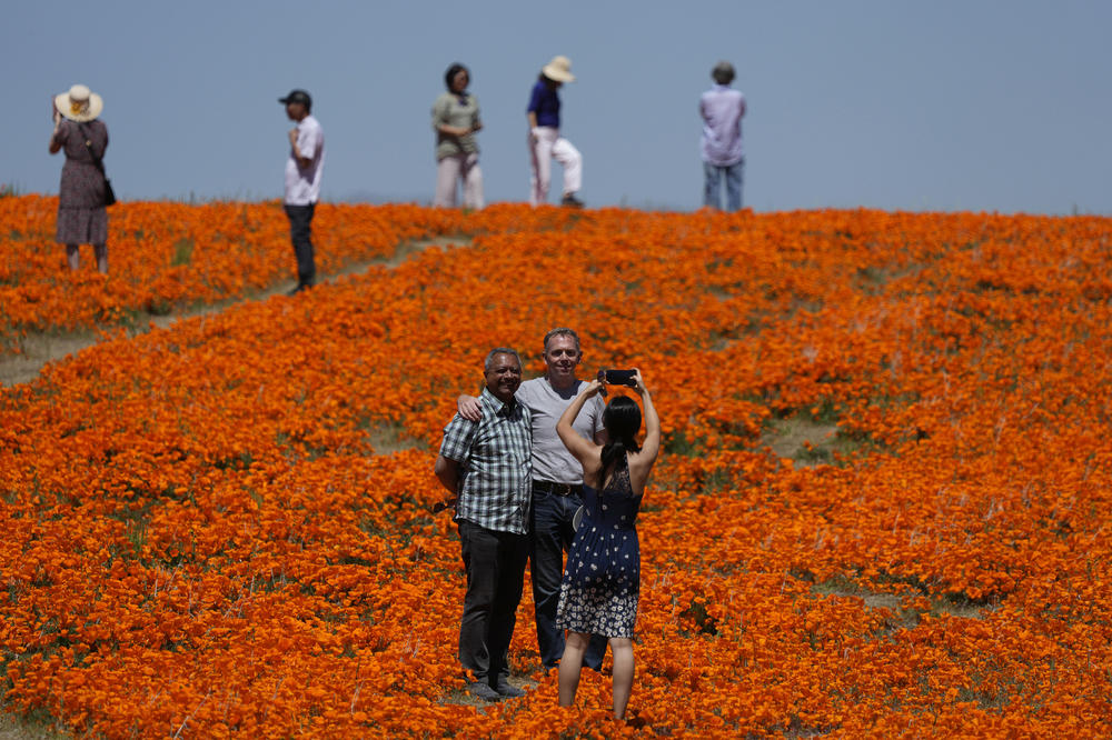 Visitors pose for photos in a field of blooming flowers near the Antelope Valley California Poppy Reserve on Monday in Lancaster, Calif.