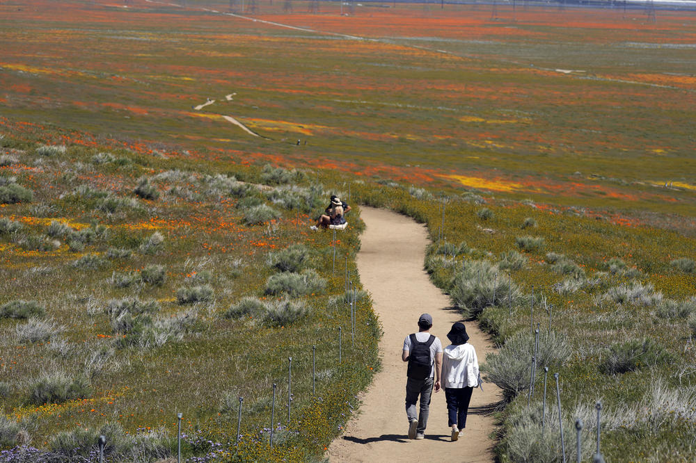 Visitors walk on a pathway amid fields of blooming flowers at the Antelope Valley California Poppy Reserve on Monday.