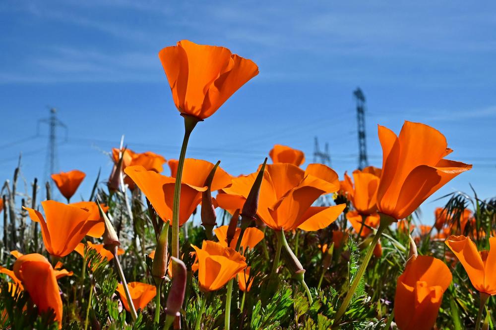 California poppies bloom at the Antelope Valley California Poppy Reserve on Thursday. California's biologically diverse landscapes are home to more than 7,000 species of native plants, including the California poppy, also known as golden poppy.
