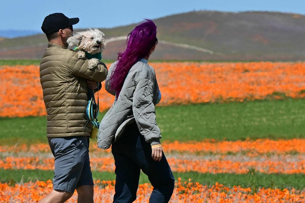 People bring their dog to visit the Antelope Valley California Poppy Reserve on Thursday.