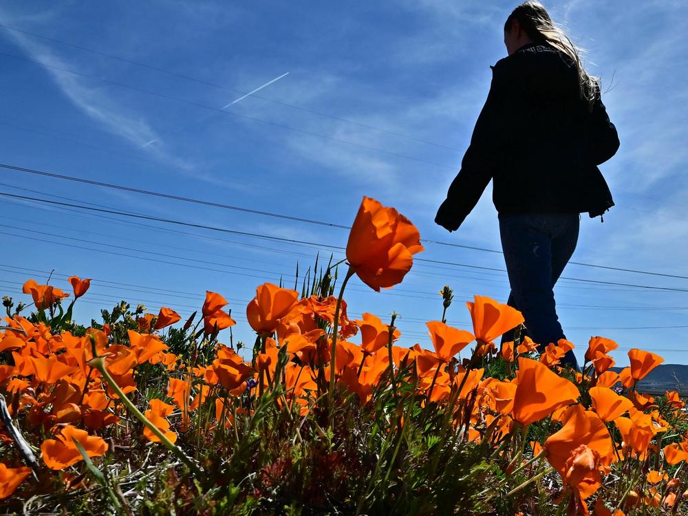 A visitor views the blooming flowers at the Antelope Valley California Poppy Reserve on Thursday.