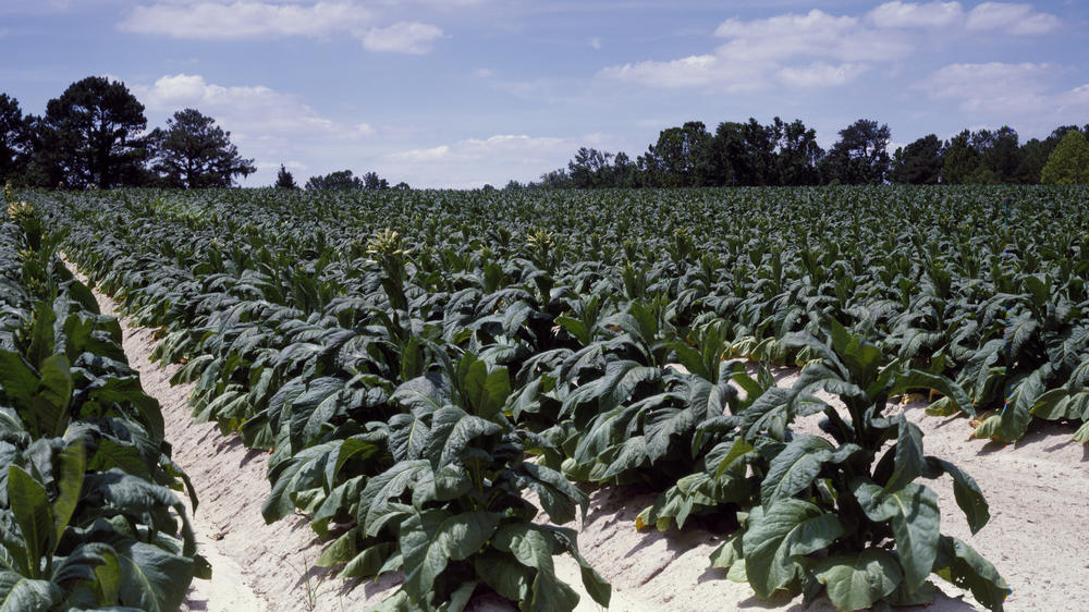 A thriving North Carolina tobacco field is pictured here in August 2011. Child labor laws in agriculture are more lenient than those in other industries — and that means 12-year-olds can work in tobacco fields.