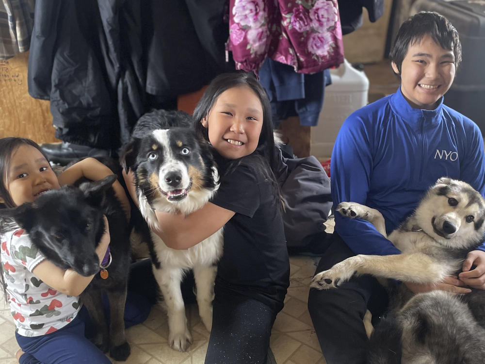 One-year-old Australian shepherd Nanuq, in the middle with Brooklyn Faith, was returned to Gambell, Alaska, on April 6 after he disappeared for a month and walked on the Bering Sea ice 150 miles to Wales, Alaska. On the left are Brooklyn Faith's sister Zoey with Starlight and on the right is brother Ty with Kujo.