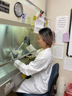 Seongmi Russell in the lab working with stem cell culture from mice that were exposed to urinary tract infections.