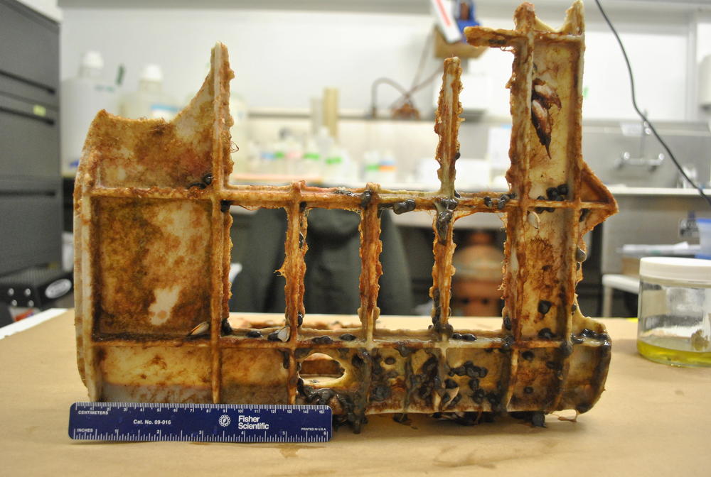 This derelict fish crate found in the Pacific Ocean was home not just to barnacles and other animals that normally live out at sea, but also coastal anemones.
