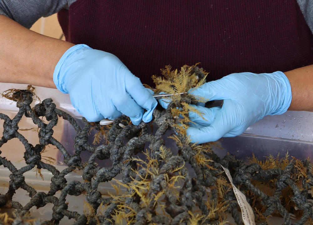 A lab worker at the Smithsonian Environmental Research Center analyzes a net that has been colonized by a mix of coastal organisms and open-ocean organisms.