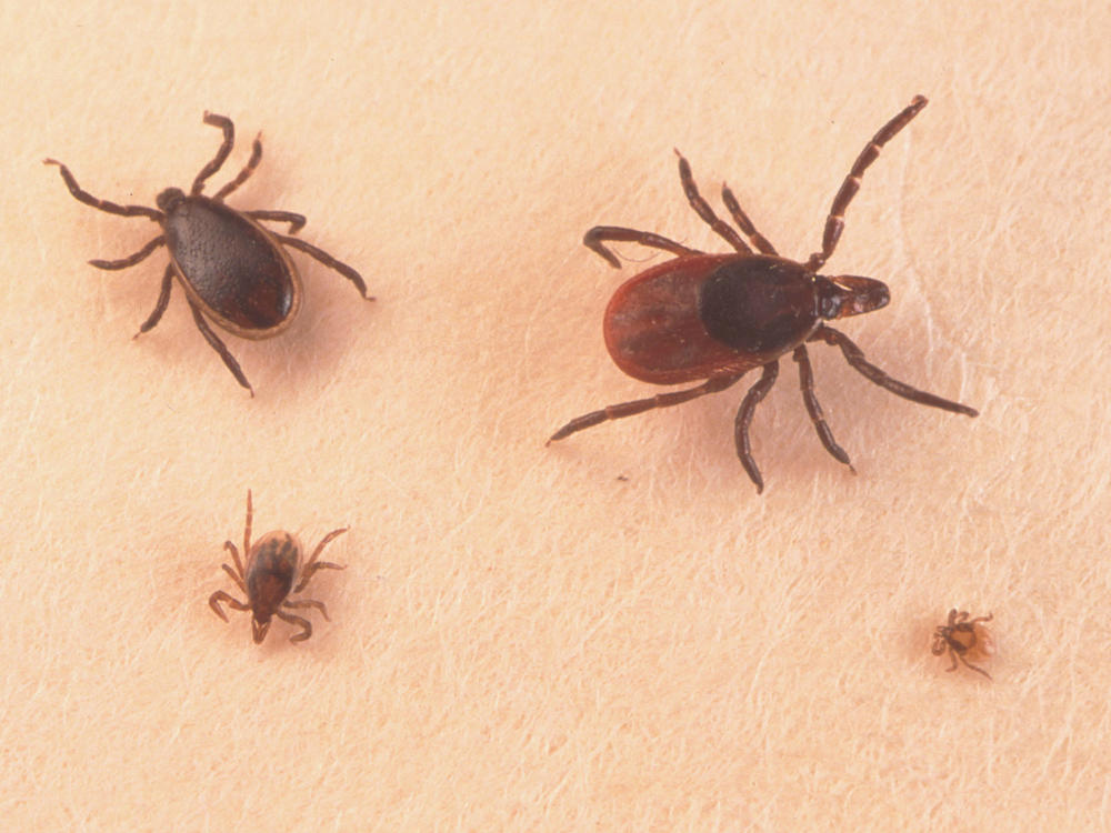 Blacklegged ticks, also called deer ticks, are not insects, but rather arachnids. They can carry more than a dozen rare diseases, including Lyme disease.