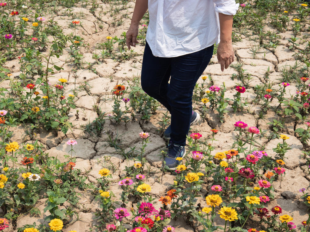 Zhang Meixue, head of a farmer's association in southern Tainan county, walks through one of her former rice paddies. Before the drought, the paddy would normally be filled with enough water to simultaneously raise ducks. Now she's growing flowers in the dried-out paddy to beautify the area and attract tourists.