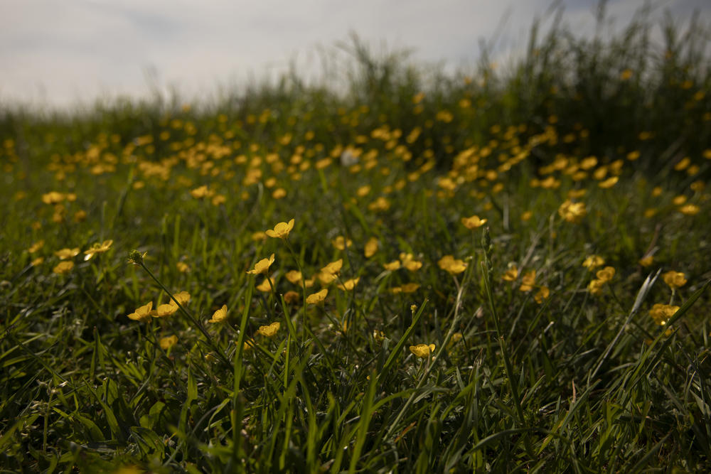 Yellow flowers bloom in spring 2020, in Wilmington, Del. The flowers are reminiscent of the marigolds used in a traditional Hindu prayer ceremony.