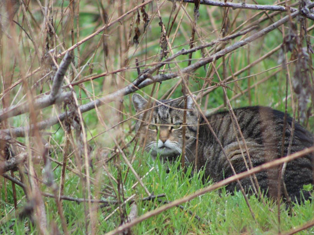 Feral cats are a problem in New Zealand, but one community's attempt to handle them has not gone over well. This one is pictured in Wantagh, N.Y., where officials removed cats from Jones Beach over the threat to endangered birds.