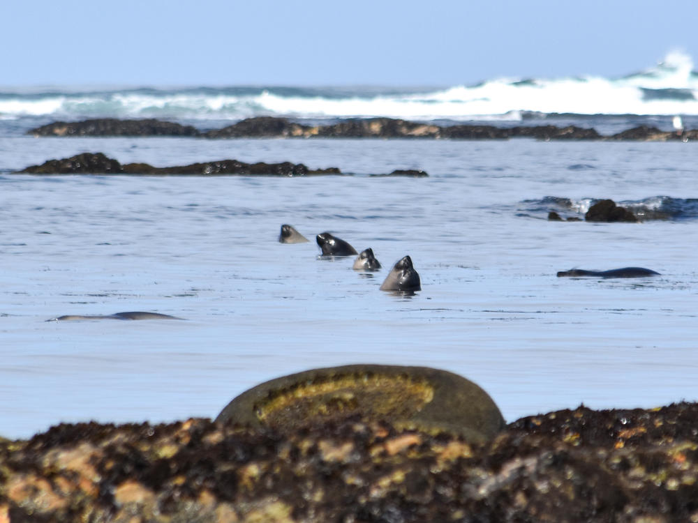 Northern elephant seals off the coast of California.