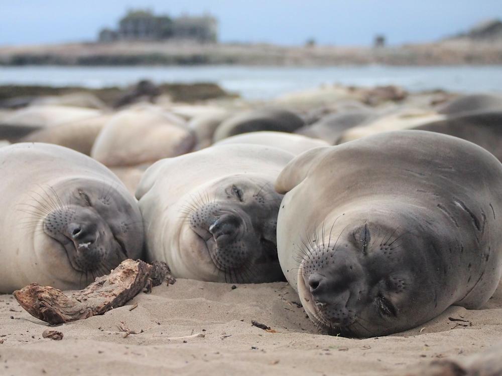 Northern elephant seals can go long stretches with only small naps. Then they crash once they're on shore.