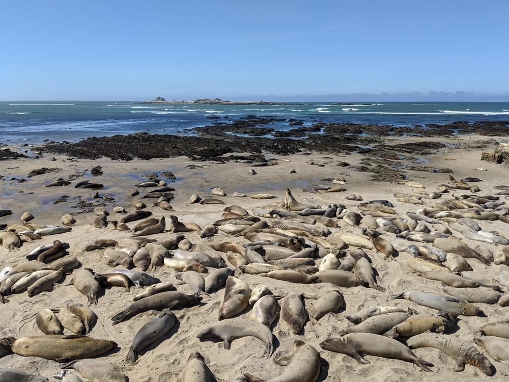 Northern elephant seals migrate thousands of miles and can dive more than 3,000 feet below the surface.