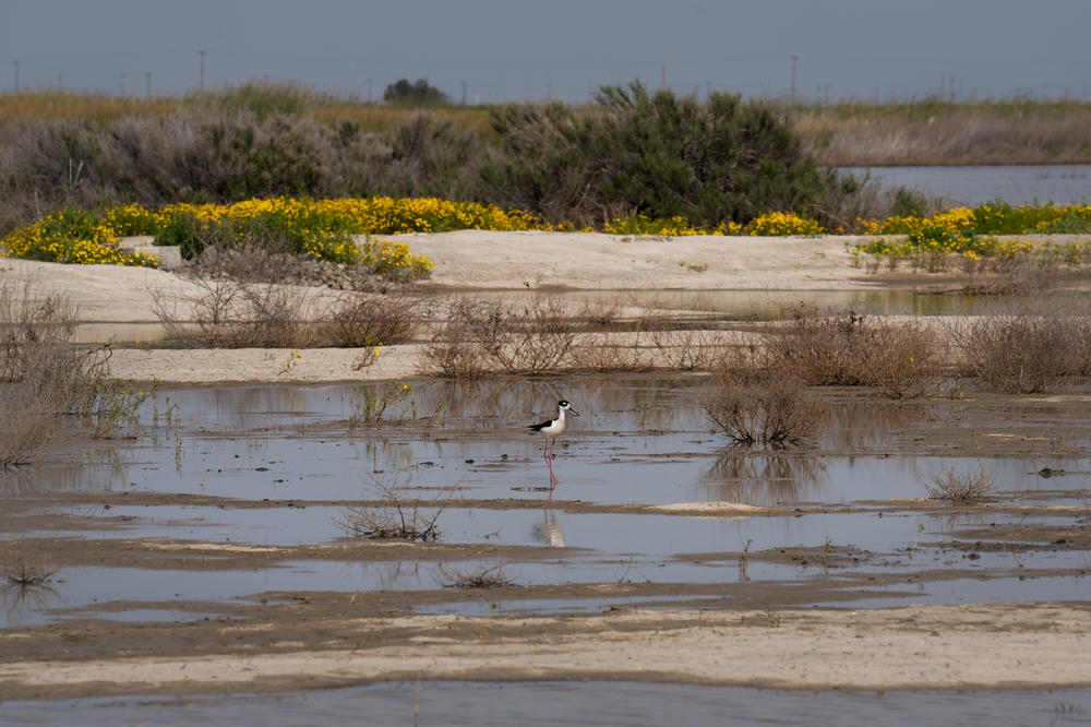 A bird wades through a wetland area east of Bakersfield, California.