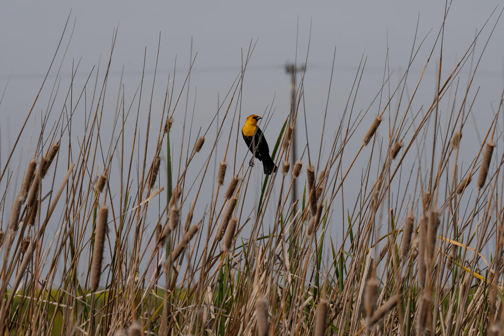 A yellow-headed blackbird rests in a wetlands area east of Bakersfield, California.
