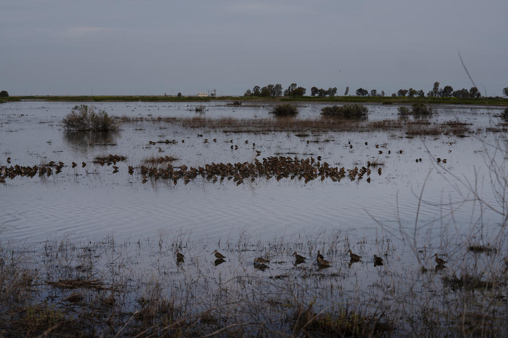Flocks of birds sit in a wetlands area.