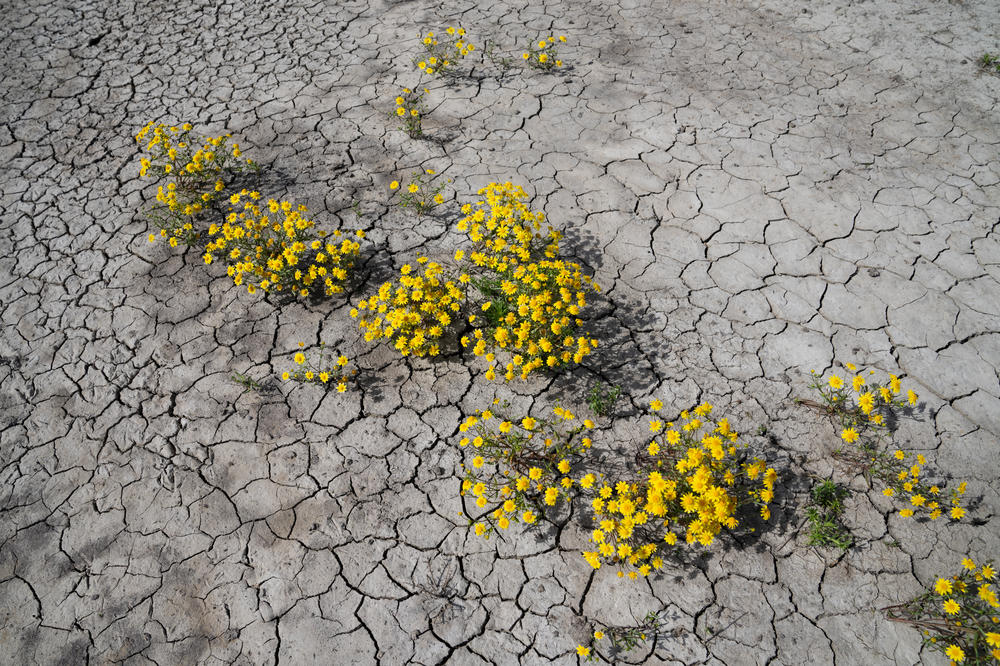 Flowers grow out of dry cracked earth in California's Central Valley.