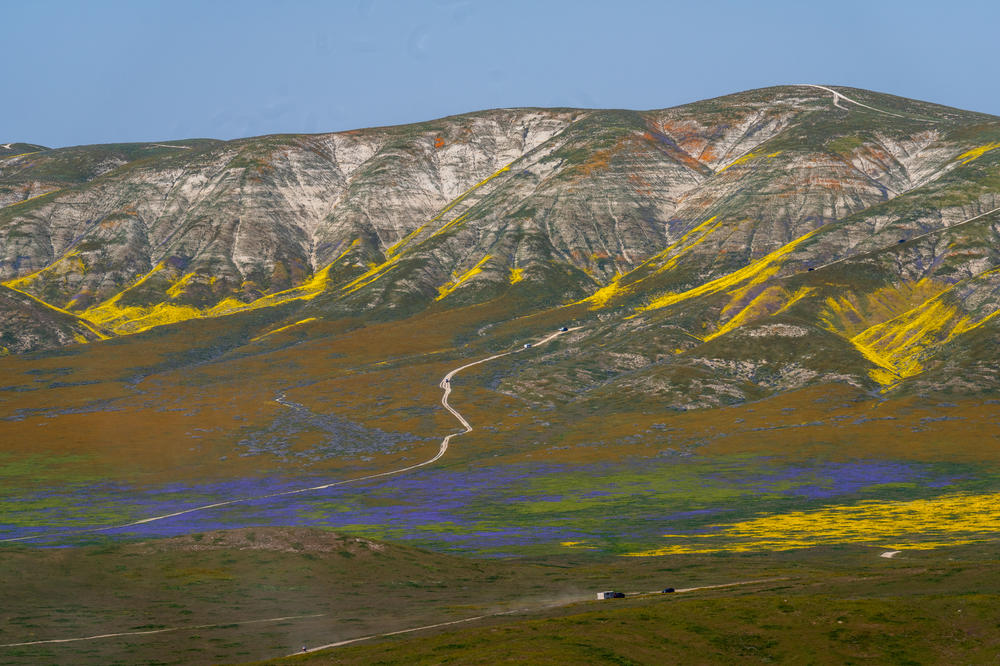 Flowers are splattered across the landscape at Carrizo Plain.