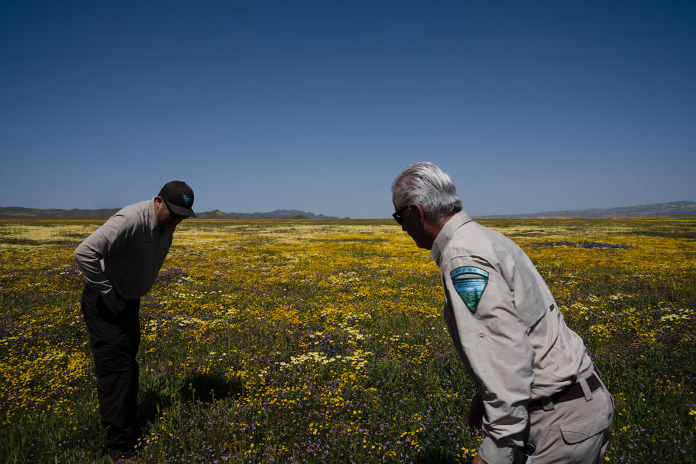 Gabe Garcia (left), the head of the Bakersfield field office of the Bureau of Land Management, stands in a field of wildflowers.