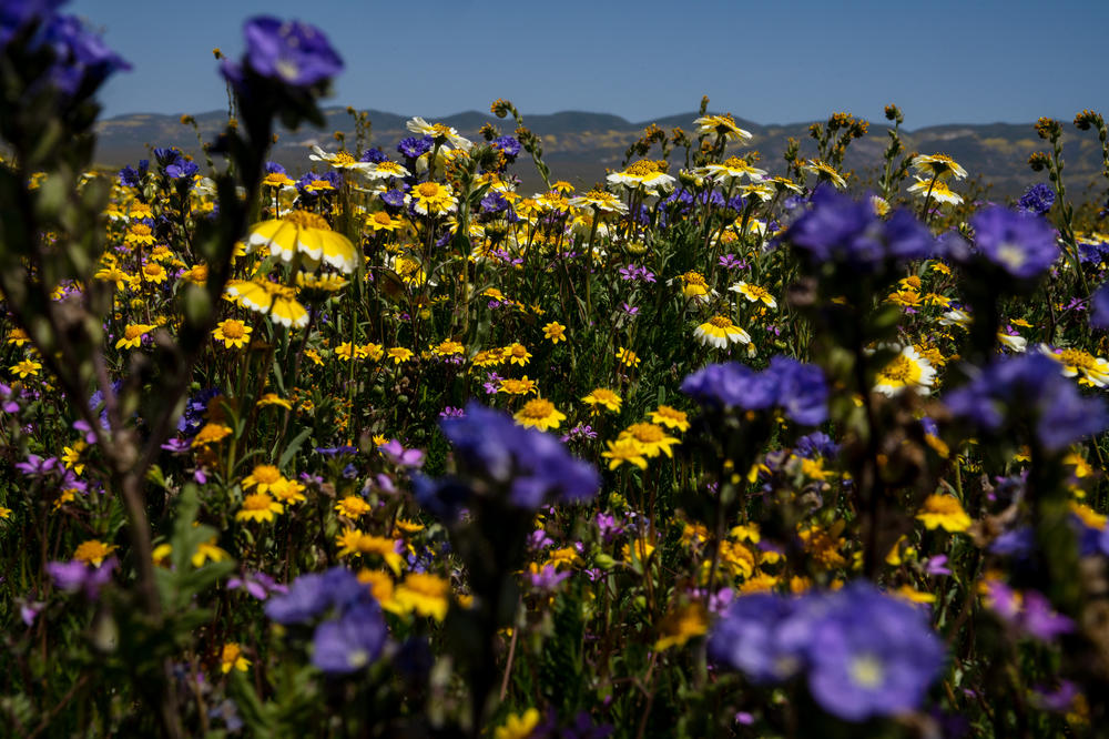 A benefit of California's wet winter is what is known as a superbloom. Flowers including purple phacelia, yellow goldfields, hillside daisies and tidy tips grow at Carrizo Plain National Monument.