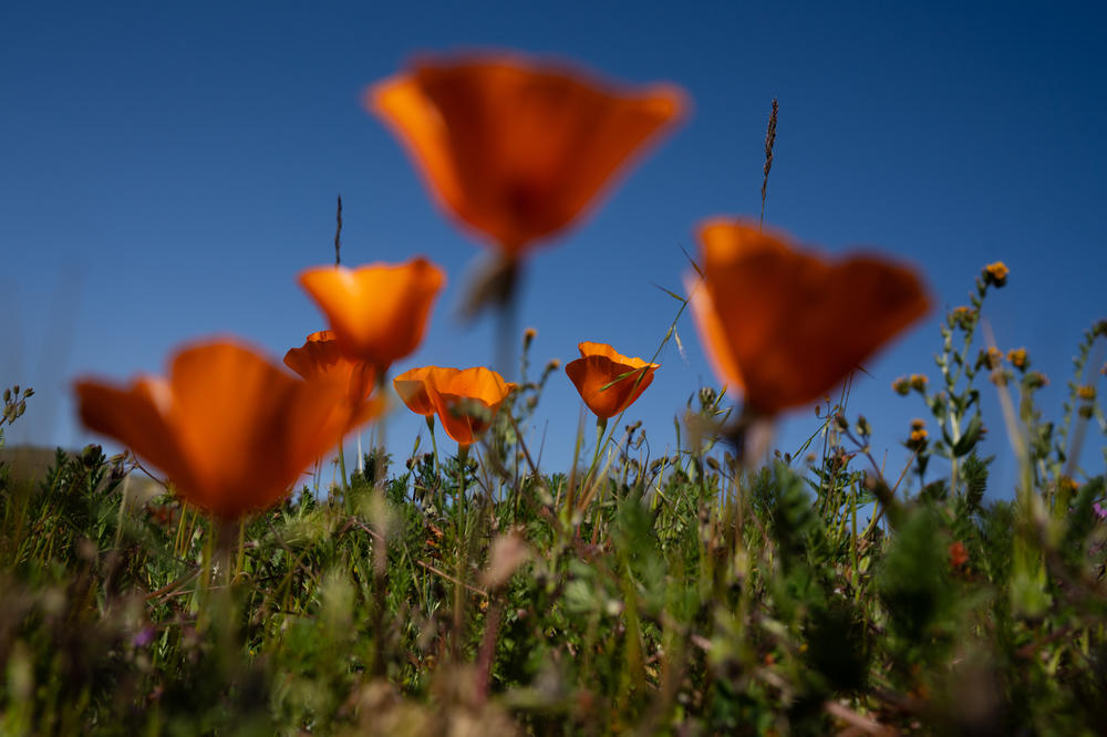 California poppies grow among other wildflowers in the superbloom.