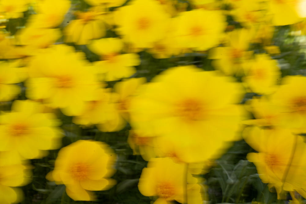 Yellow flowers move in the breeze at Carrizo Plain.