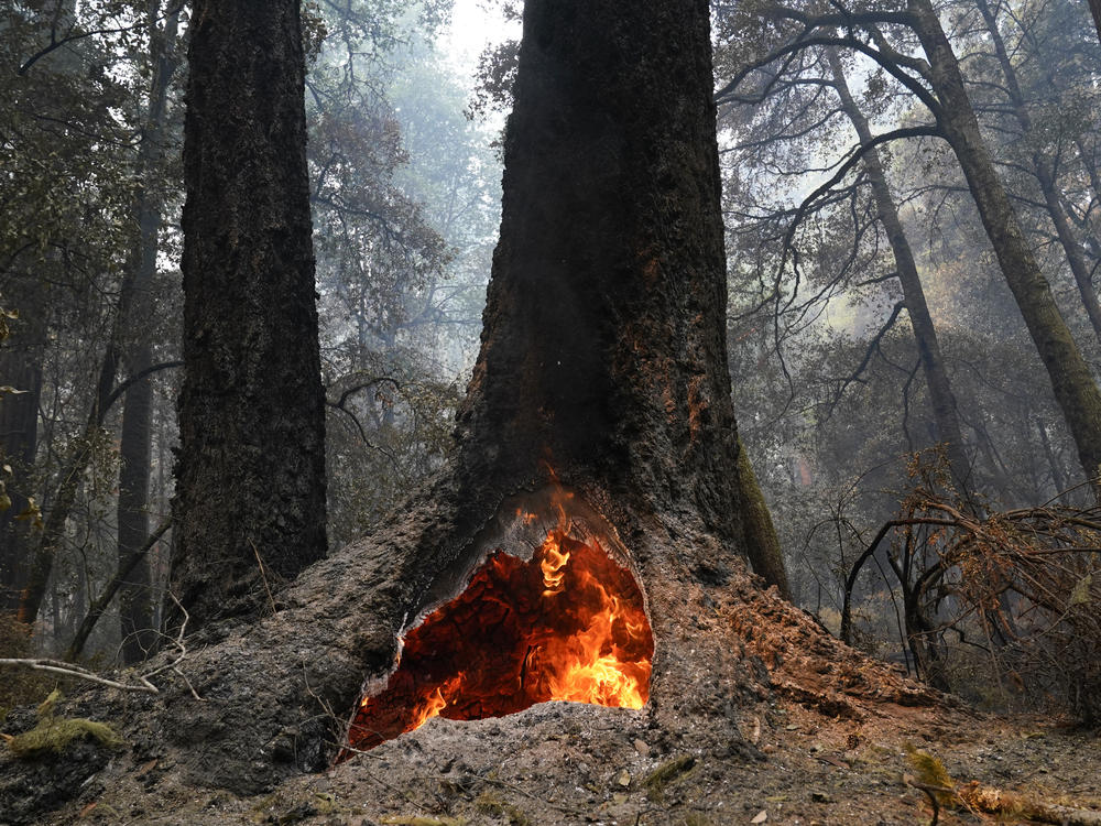 Fire burns in the hollow of an old-growth redwood tree in Big Basin Redwoods State Park in California. The Biden administration has identified more than 175,000 square miles of old growth and mature forests on U.S. government lands.