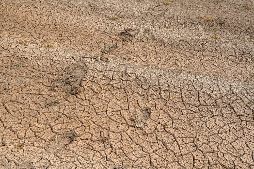 Running footprints lie in the mud in shade of a tree in a remote area of the desert north-west of Yuma, Ariz.