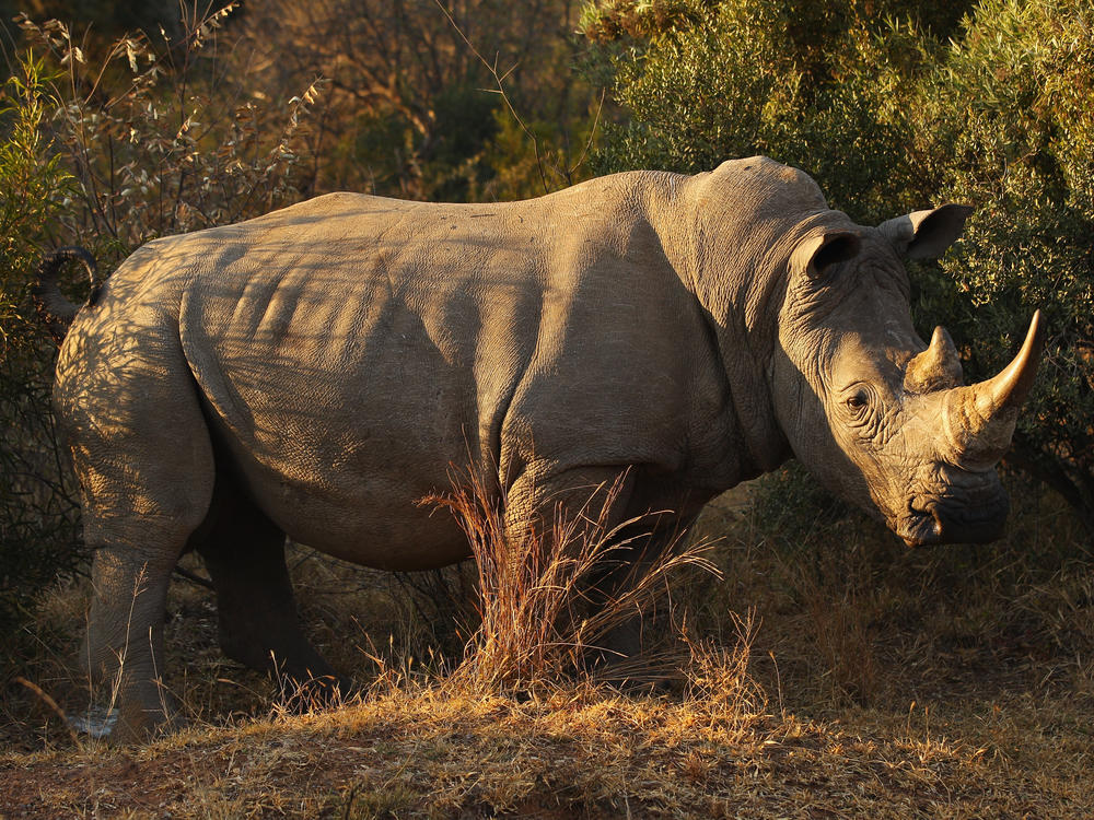 There are fewer than 16,000 white rhinos around the world and are classified as 